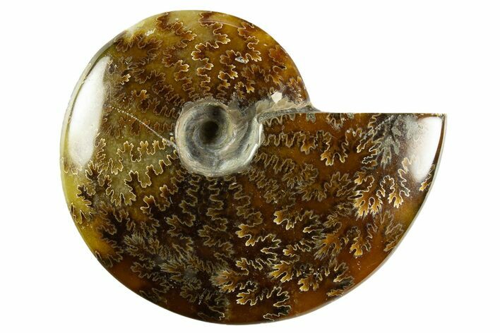 Polished Ammonite (Cleoniceras) Fossil - Madagascar #344303